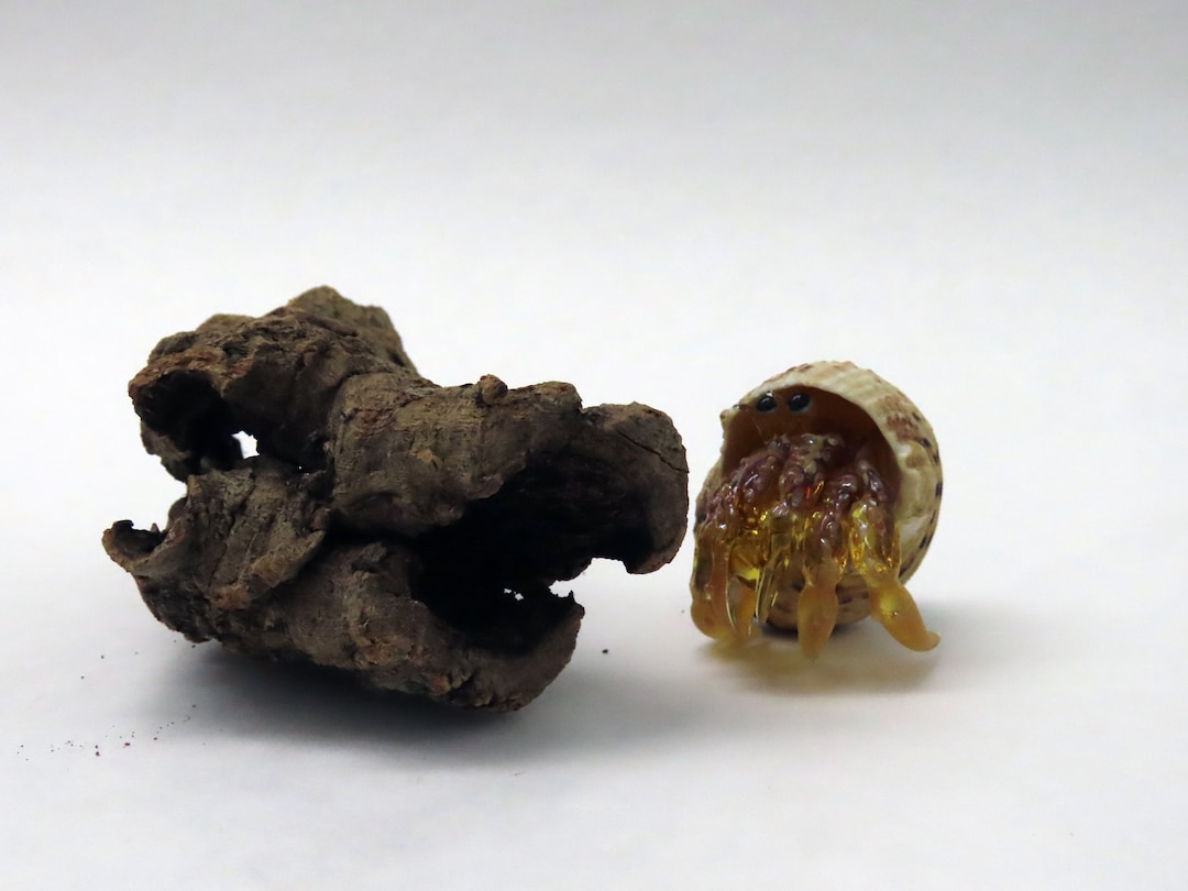 Cork Round Hide Cave Tunnel Baby Hermit Crabs Gecko Etsy