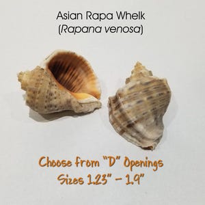 May include: Two Asian Rapa Whelk shells, Rapana venosa, with brown and tan coloring. The text reads "Choose from 'D' Openings Sizes 1.23" - 1.9". These shells are suitable for beach decor or craft projects.