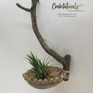 May include: A wall-hanging planter featuring a natural brown wooden branch attached to a textured, bowl-shaped shell base. The shell is secured with white twine in a zigzag pattern and holds a green air plant. Text reads Crabitaturals.