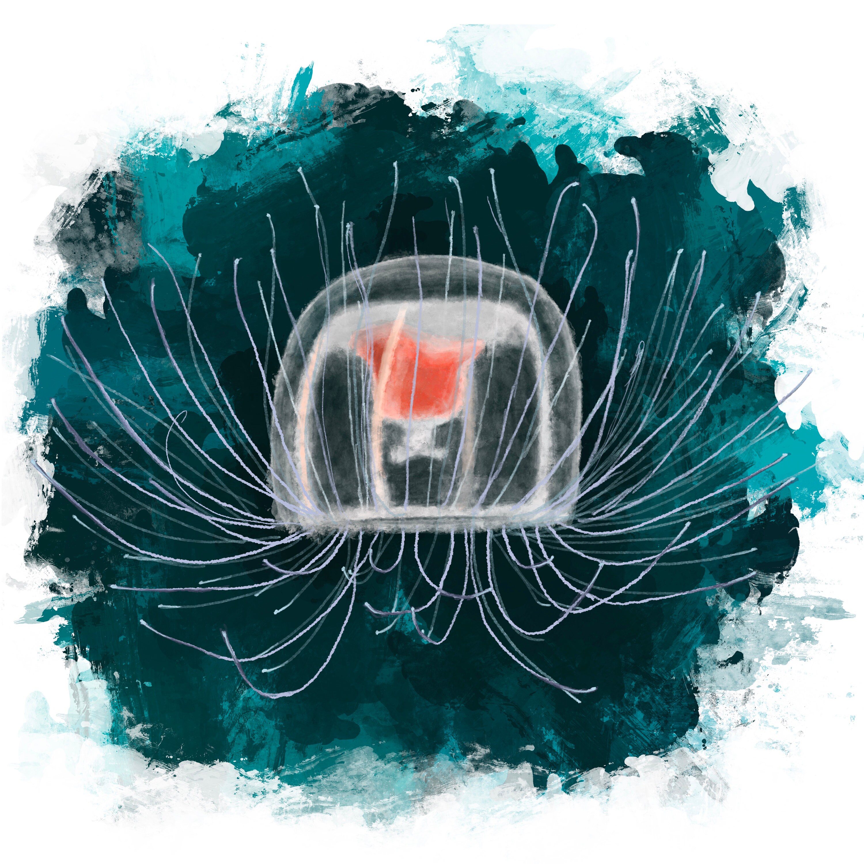 Immortal Jellyfish Wall Art Immortal Jellyfish Print - Etsy UK