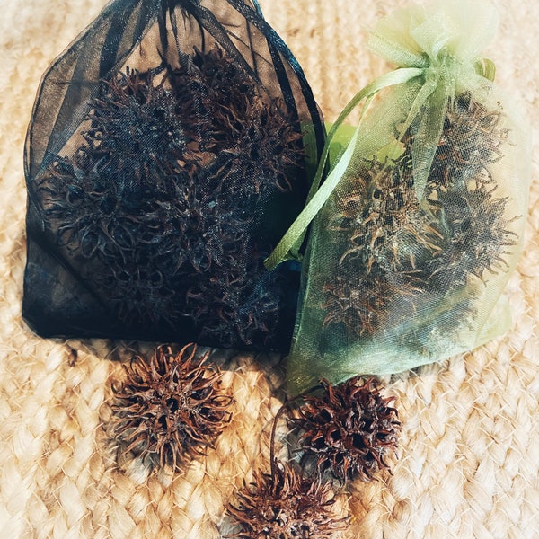 Witches Burrs/sweet gum balls