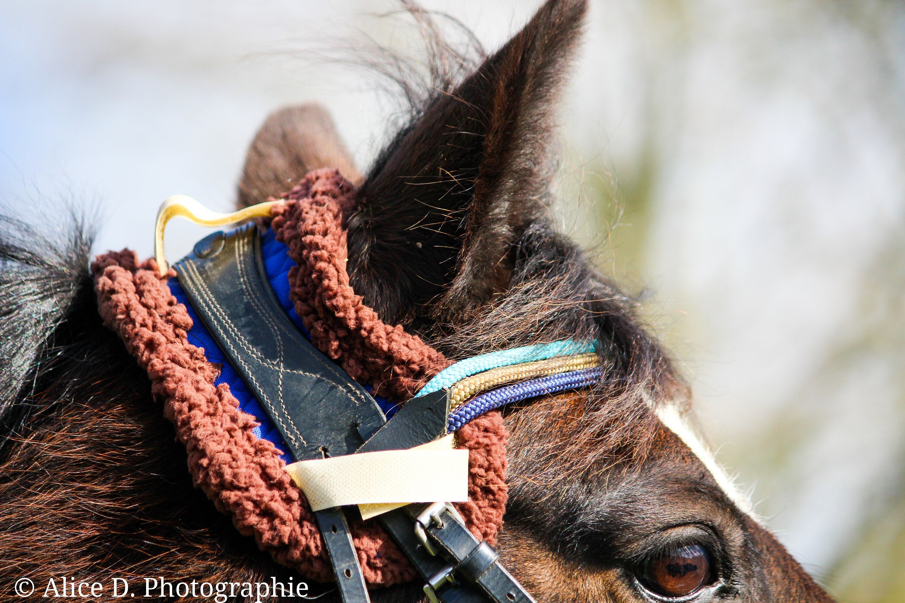 Protège-Nuque Pour Cheval/ Poney