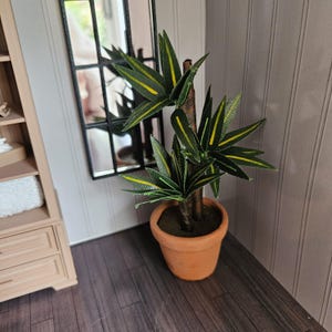 Könnte beinhalten: Eine Miniatur-Topfpflanze mit grünen Blättern und gelben Streifen. Die Pflanze steht in einem Terrakotta-Topf auf einem Holzboden. Ein Spiegel und ein Schrank befinden sich im Hintergrund und schaffen eine realistische Innenszene.