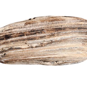 May include: A close-up of a light brown, smooth, oval-shaped stone with dark brown stripes. The stone has a natural, organic texture.