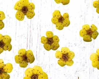 20 tiny dried dainty pressed flower heads, light yellow (dyed), small 7mm flowers for pressed flower art, cards, jewelry