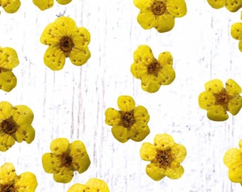 20 tiny dried dainty pressed flower heads, light yellow (dyed), small 7mm flowers for pressed flower art, cards, jewelry