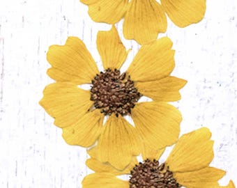 12 pressed yellow daisy-style blossoms, 25 - 30mm / 0.98 - 1.1", natural dried flowers for crafts