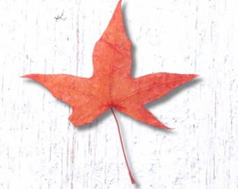 5 pcs red orange dried maple leaves, small 20-40 mm real pressed leaves with natural variations, for pressed flower art, soap making