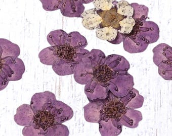 20 tiny dried dainty pressed flower heads, soft purple (dyed), small 7mm flowers for pressed flower art, cards, jewelry