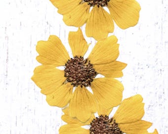 12 pressed yellow daisy-style blossoms, 25 - 30mm / 0.98 - 1.1", natural dried flowers for crafts