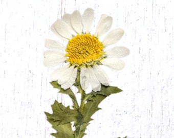 Dried pressed daisies with stems and leaves for crafting, 9+ daisies, preserved real flowers for resin, framed floral arrangements, candles