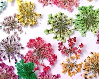 Dried Flowers & Leaves