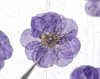 Pressed dried plum blossoms, pack of 12 preserved flowers for pressed flower arrangements, resin art, phone cases, scrapbooking, card making