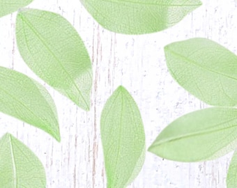 90-100 bright green colored dried skeleton leaves, 40 - 45mm / 1.5 - 1.7" veiny leaflets for crafts, scrapbooking, card making