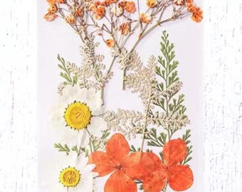 2 packs of dried pressed orange and cream flowers, preserved flowers and leaves for resin art, framed floral arrangement, bookmarks, candles