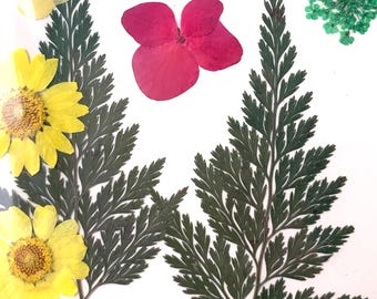 2 packs of dried pressed yellow and pink flowers, preserved flowers and leaves for resin art, framed floral arrangement, candles