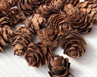 45-50 mini pine cones, 15-25mm / .59 - .98", tiny natural pinecones for fillable ornaments, jewelry, woodland crafts