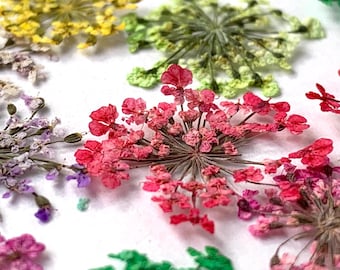 24 pack of pressed dried Queen Anne's lace flowers, small 10-20 mm real flowers in multiple dyed colors, pressed flower art, resin, jewelry