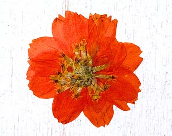 12 pressed orange cosmos blossoms, 30 - 40mm / 1.1 - 1.5", natural dried flowers for crafts