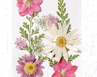2 packs of dried pressed pink and cream flowers, preserved flowers and leaves for resin art, framed floral arrangement, bookmarks, candles