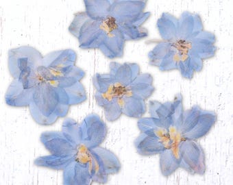 Dried Flowers & Leaves