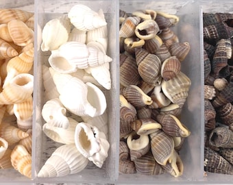 Set of 150+ mini seashells for crafts, real shells for crafts, tiny shells for sea glass art, 5 shell types, 1 style drilled, 9-20mm (C0103)