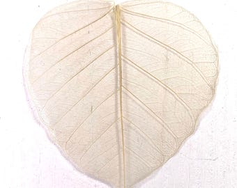 90-100 natural dried skeleton leaves, approx. 3 - 4" dried ficus leaves for crafts, veiny bodhi leaf for scrapbooking, card making (C0102)