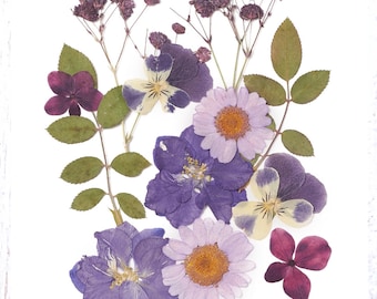 Shades of purple pressed dried flowers, assortment includes daisy, pansy, rose leaves and more, preserved real flowers