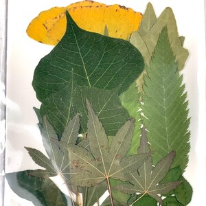 3 packs of dried leaves for crafts, assorted pressed dried leaves for candle making, cards, pressed flower arrangements, approx. 50 leaves