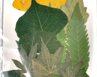 3 packs of dried leaves for crafts, assorted pressed dried leaves for candle making, cards, pressed flower arrangements, approx. 50 leaves