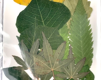 45-50 dried leaves for crafts, assorted pressed dried leaves for candle making, cards, pressed flower arrangements