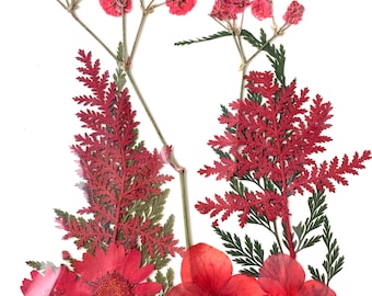 2 packs of dried pressed magenta red flowers, preserved flowers and leaves for resin art, framed floral arrangements, bookmarks, candles