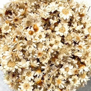 Tiny beige dried flower heads, approx. 500 pcs, 6 - 10mm