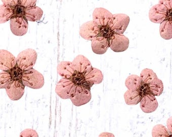 20 tiny dried dainty pressed flower heads, light pink (dyed), small 7mm flowers for pressed flower art, cards, jewelry