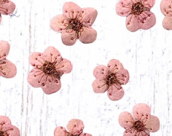 20 tiny dried dainty pressed flower heads, light pink (dyed), small 7mm flowers for pressed flower art, cards, jewelry