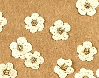 20 tiny dried dainty pressed narcissus flower heads, small 7mm narcissus flowers for pressed flower art, cards, jewelry, color options