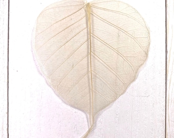 90-100 natural dried skeleton leaves, approx. 3 - 4" dried ficus leaves for crafts, veiny bodhi leaf for scrapbooking, card making (C0102)
