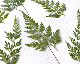 Pack of 12/24/48 dried lace fern leaves, small 2-3" pressed dried leaves for candle making, cards, resin, pressed flower arrangements
