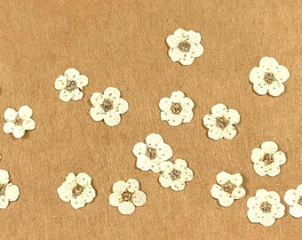 20 tiny dried dainty pressed flower heads, small 7mm off white flowers for pressed flower art, cards, jewelry