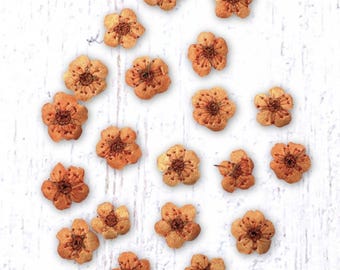20 tiny dried dainty pressed flower heads, light salmon orange (dyed), small 7mm flowers for pressed flower art, cards, jewelry