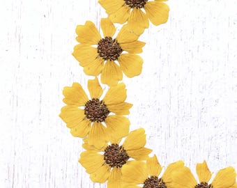 12 pressed yellow daisy-style blossoms, 25 - 30mm / 0.98 - 1.1", natural dried flowers for crafts