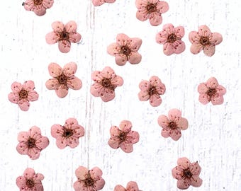 20 tiny dried dainty pressed flower heads, light pink (dyed), small 7mm flowers for pressed flower art, cards, jewelry