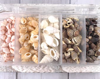 Set of 150+ mini seashells for crafts, 5 natural shell types, 1 style drilled, 9-20mm (C0103)