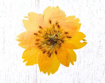 12 pressed yellow cosmos blossoms, 30 - 40mm / 1.1 - 1.5", natural dried flowers for crafts
