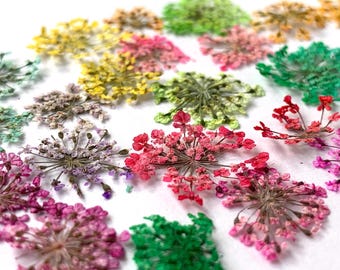 24 pack of pressed dried Queen Anne's lace flowers, small 10-20 mm real flowers in multiple dyed colors, pressed flower art, resin, jewelry