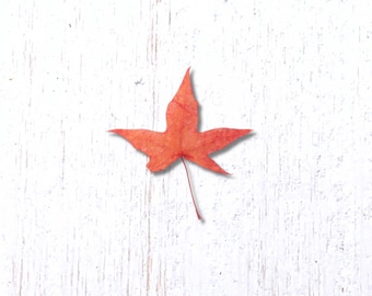 5 pcs red orange dried maple leaves, small 20-40 mm real pressed leaves with natural variations, for pressed flower art, soap making