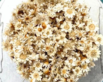 Tiny beige dried flower heads, approx. 500 pcs, 6 - 10mm