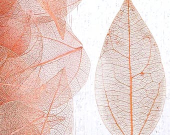 Dried Flowers & Leaves