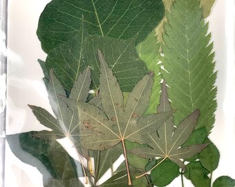45-50 dried leaves for crafts, assorted pressed dried leaves for candle making, cards, pressed flower arrangements