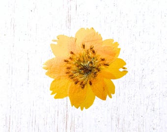 12 pressed yellow cosmos blossoms, 30 - 40mm / 1.1 - 1.5", natural dried flowers for crafts